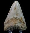 Bargain, Megalodon Tooth - North Carolina #80853-2